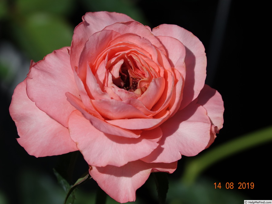 'Romantica' rose photo