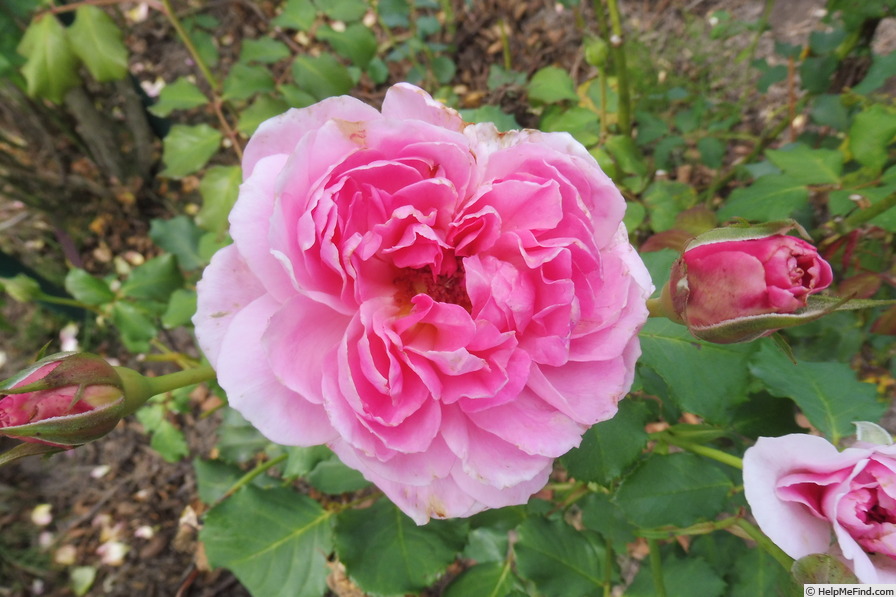 'Maid Marion (shrub, Austin 2010)' rose photo