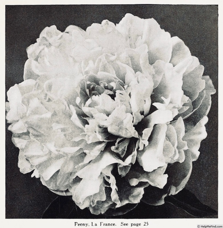 'La France (hybrid lactiflora, Lemoine, 1901)' peony photo