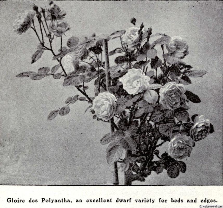 'Gloire des Polyantha' rose photo