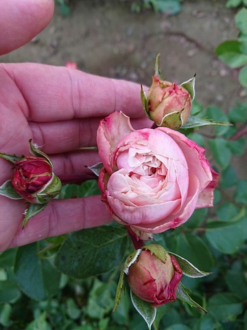 'Frosted Muffin' rose photo