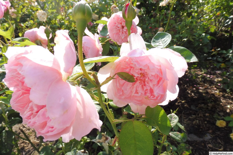 'The Alnwick Rose' rose photo
