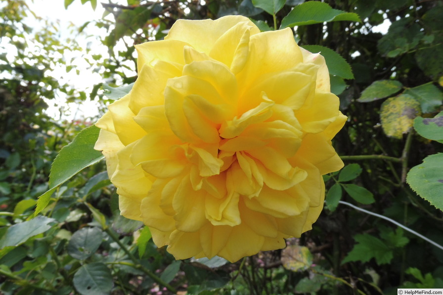 'Sterntaler ®' rose photo