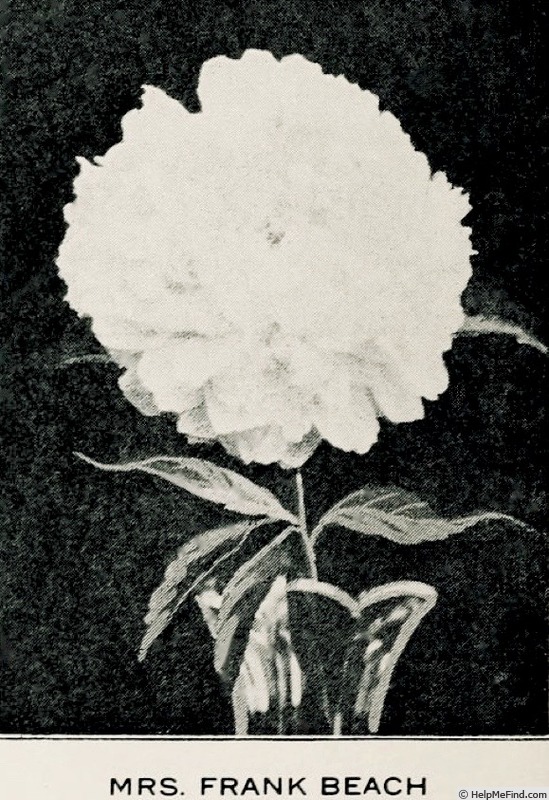 'Mrs. Frank Beach' peony photo