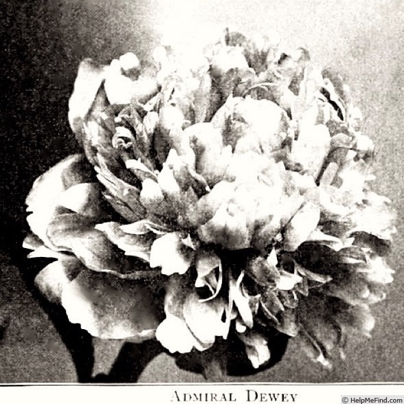 'Admiral Dewey (hybrid lactiflora, Hollis, 1903)' peony photo