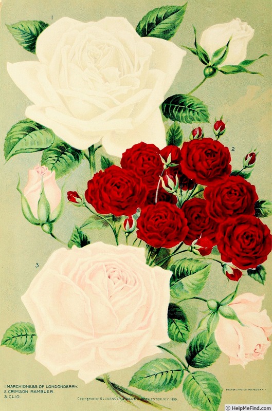'Clio (Hybrid Perpetual, Paul, 1892)' rose photo
