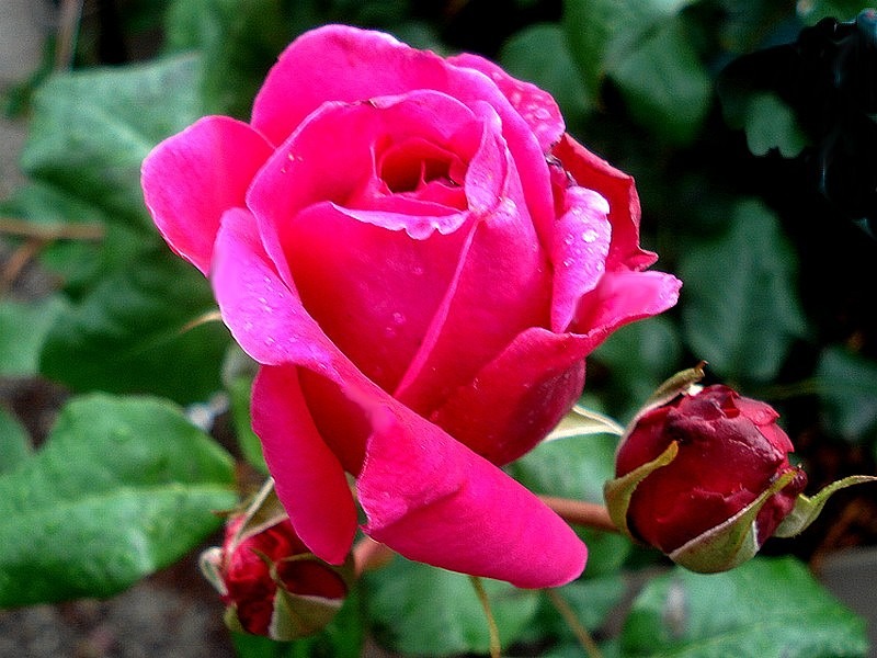 'Young Lycidas' rose photo