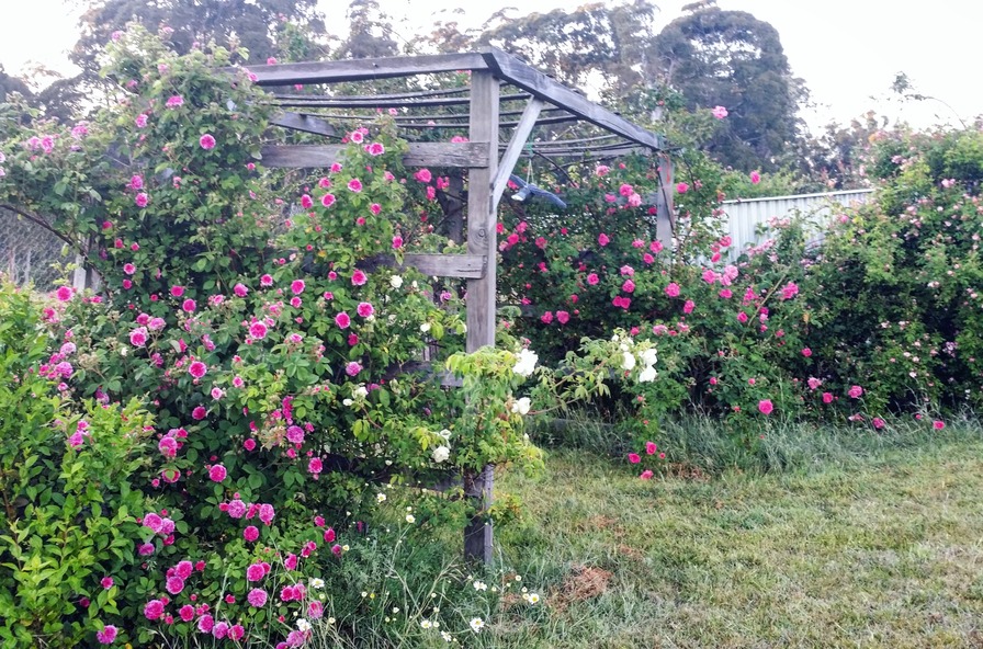 'Mirii Yanan in the Southern Tablelands of NSW Australia, zone 9a'  photo