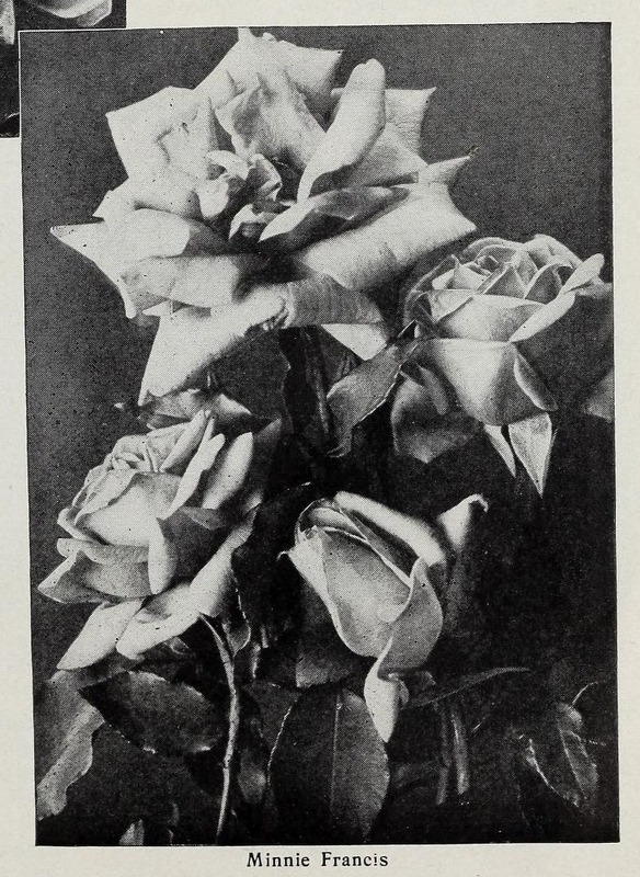 'Minnie Francis' rose photo