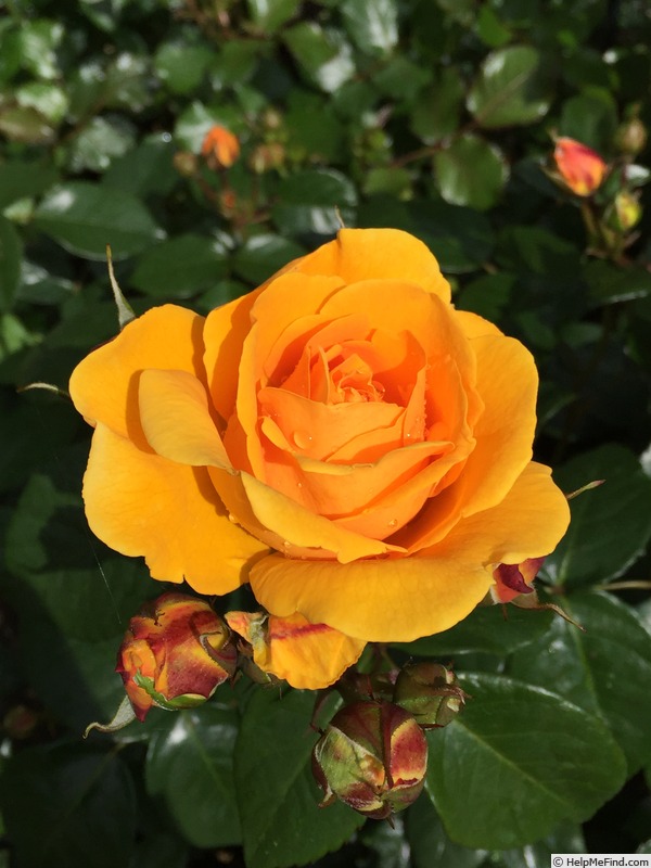 'Friendship Forever™ Plant'n'relax®' rose photo