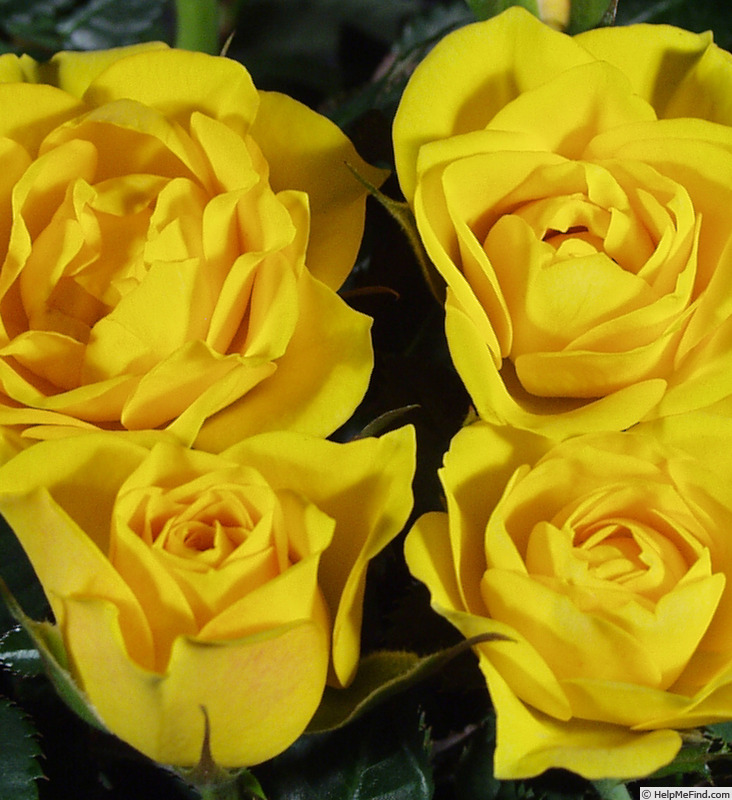 'Hot Yellow™ Love Forever®' rose photo