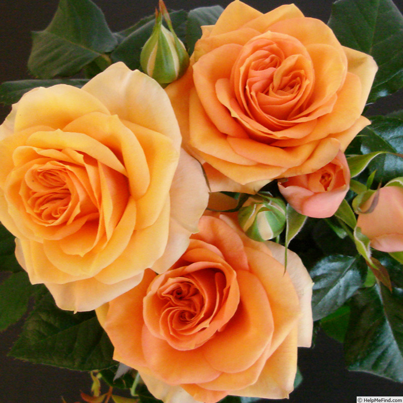 'Maasland Gold™ Love Forever®' rose photo