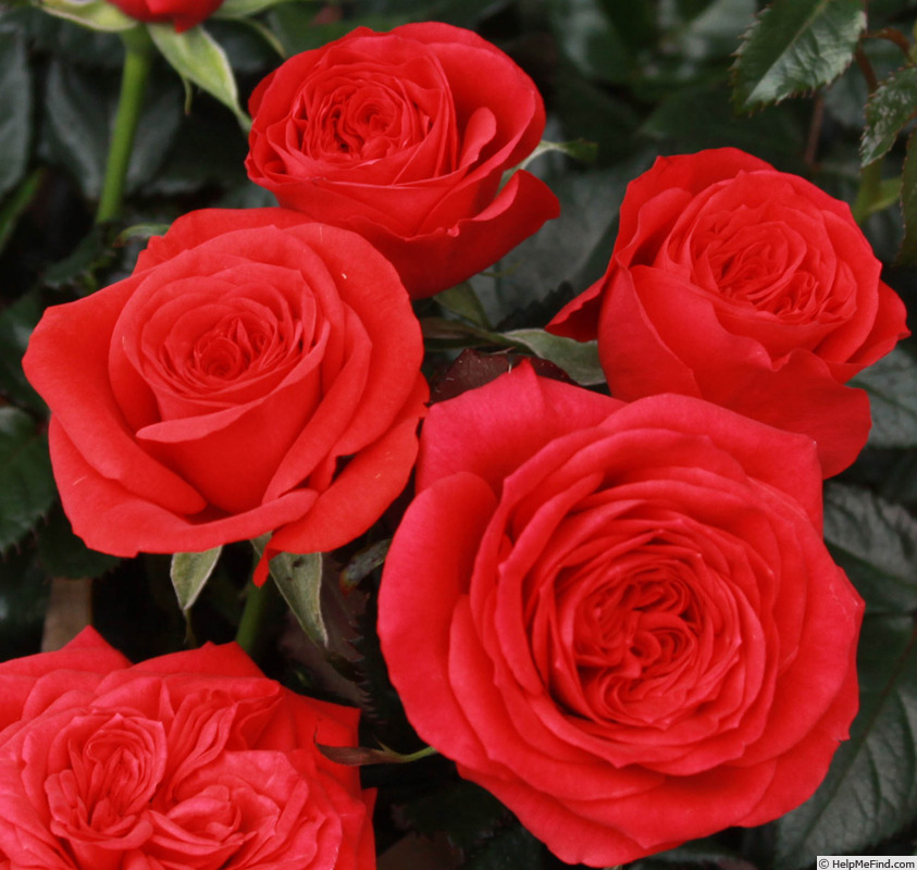 'Maasland™ Love Forever®' rose photo