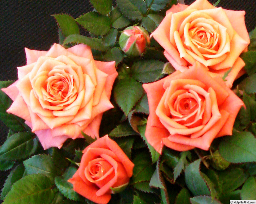 'Albenga' rose photo