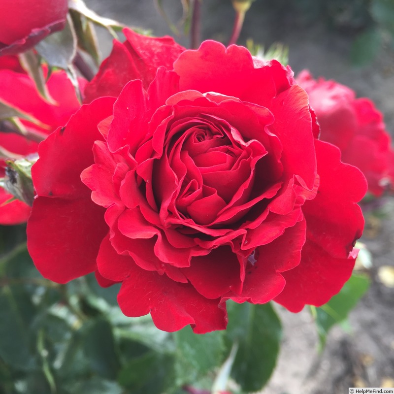 'Crazy in Love Red' rose photo