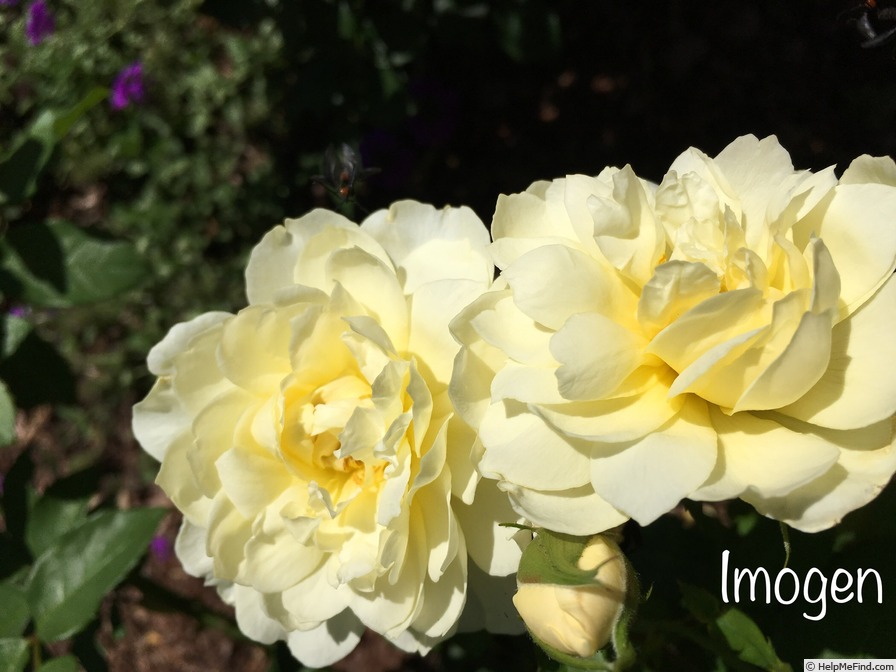 'Imogen (shrub, Austin 2016)' rose photo