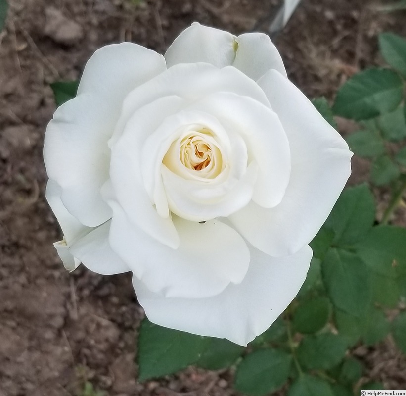 'Opulence (hybrid tea, Zary 1997)' rose photo