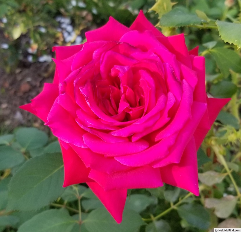 'Helene Schoen' rose photo