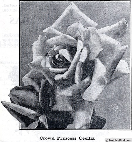 'Kronprinzessin Cecilie' rose photo