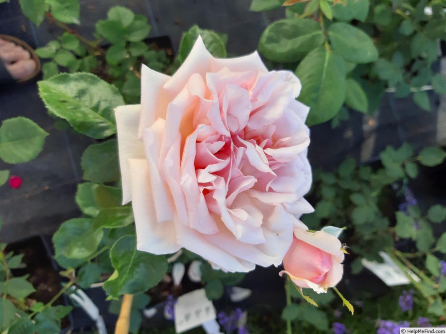 'Adèle Crofton' rose photo