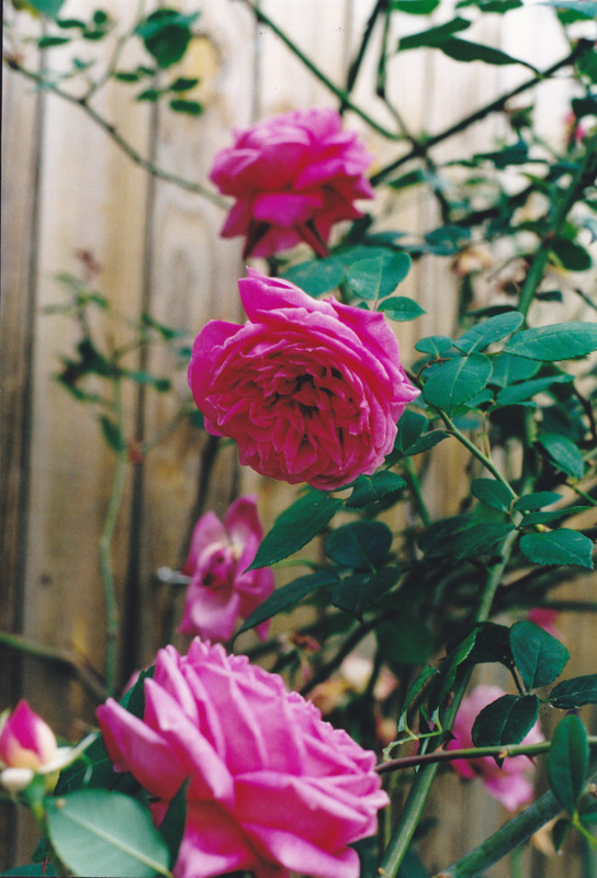 'Mrs. B.R. Cant (Tea, Cant, 1901)' rose photo