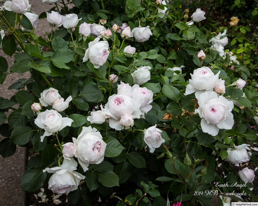 'Earth Angel' rose photo