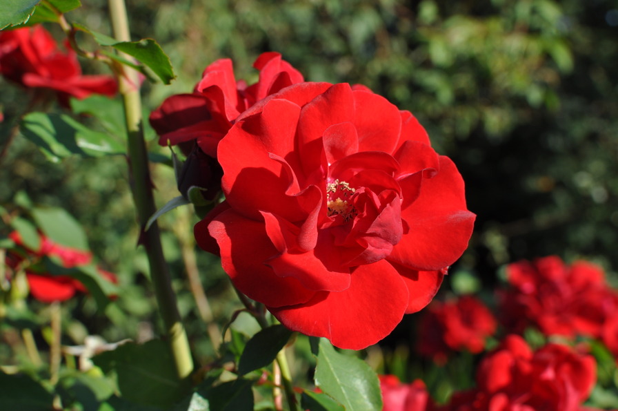 'Florence Mary Morse' rose photo