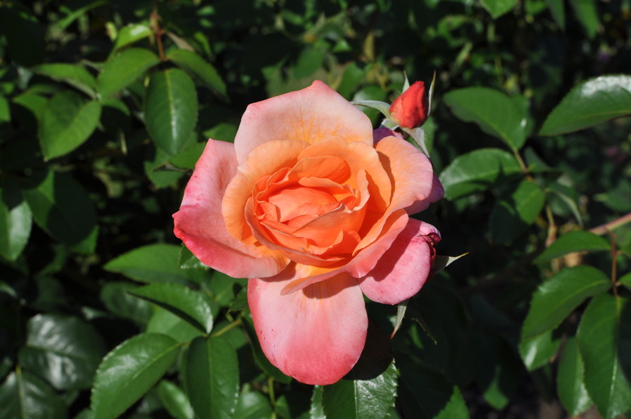 'Münsterland ®' rose photo