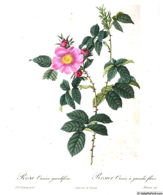 '<i>Rosa canina grandiflora</i>' rose photo