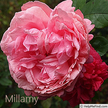 'Millamy ®' rose photo