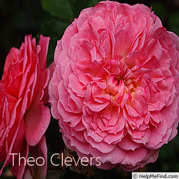 'Theo Clevers ™' rose photo
