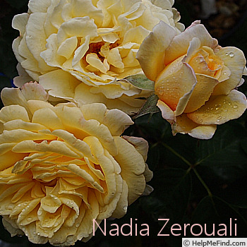 'Nadia Zerouali ™' rose photo