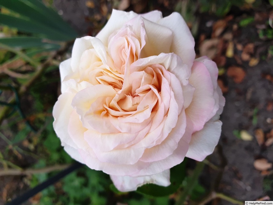 'Adrienne Christophle' rose photo