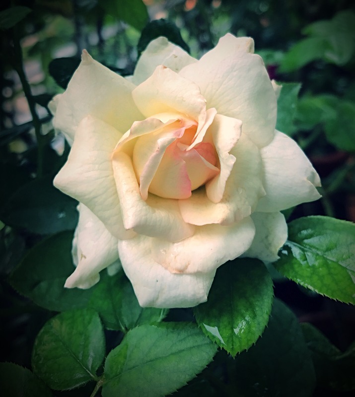 'Ivory Yves Piaget ®' rose photo