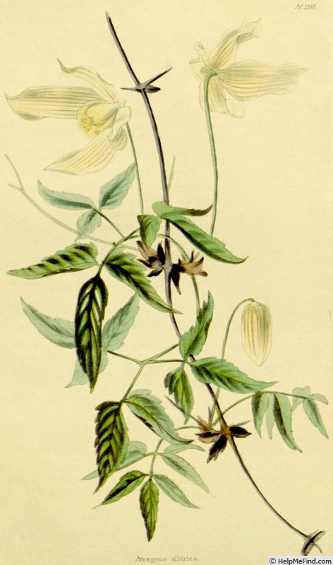 'C. sibirica' clematis photo