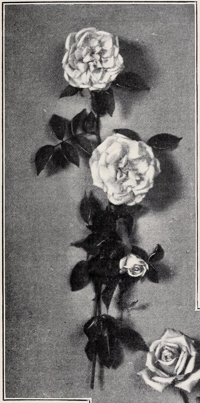 'Madame Philémon Cochet' rose photo