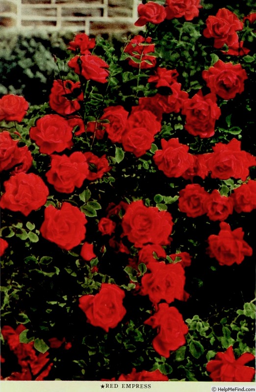 'Red Empress' rose photo