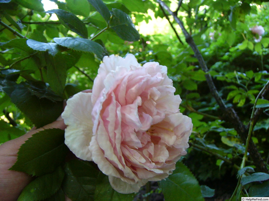 'Duftwolke X Maigold' rose photo