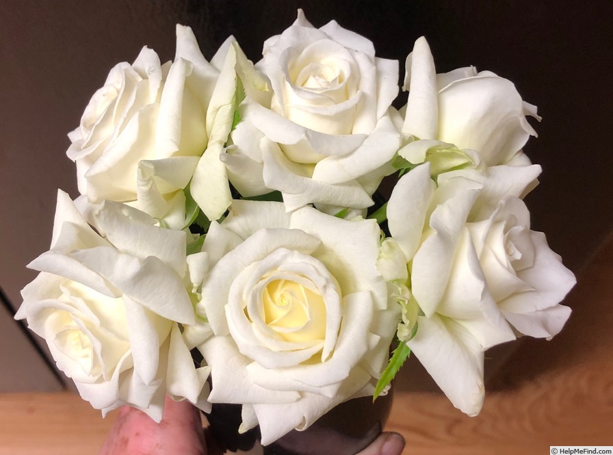 'Pope John Paul II ™ (Hybrid Tea, Zary, 2006)' rose photo