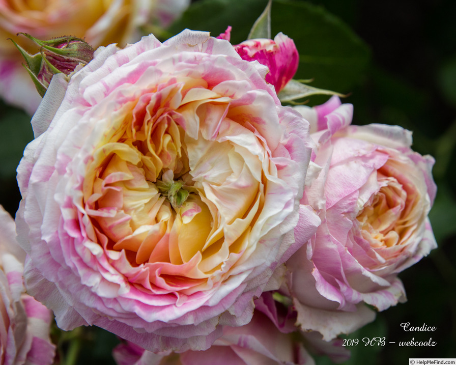 'Candice (Delbard Shrub)' rose photo