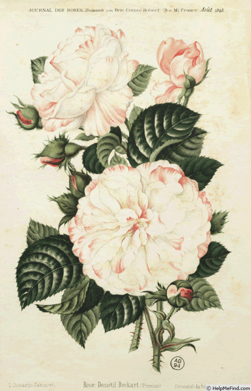 'Dometille Becard (centifolia, Laffay, c.1848)' rose photo