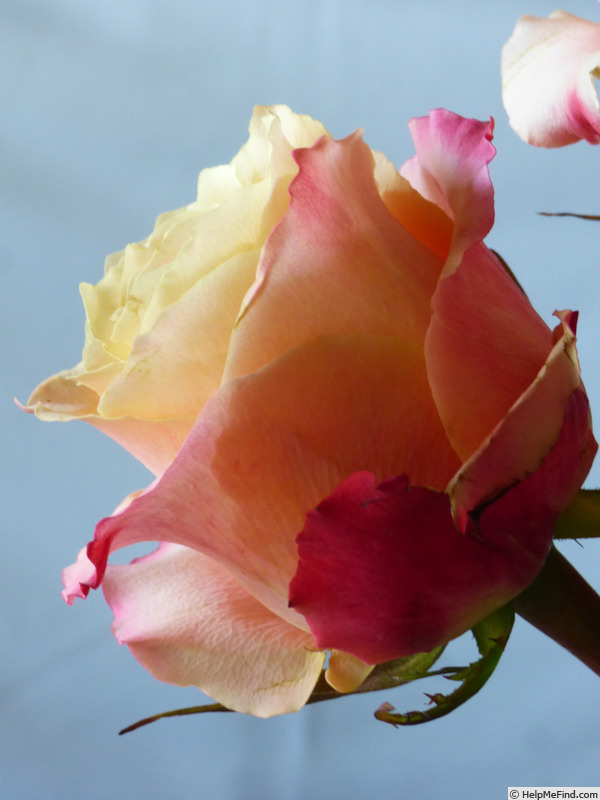 'Carpe Diem+' rose photo