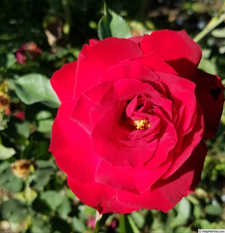 'Governor Mark Hatfield' rose photo