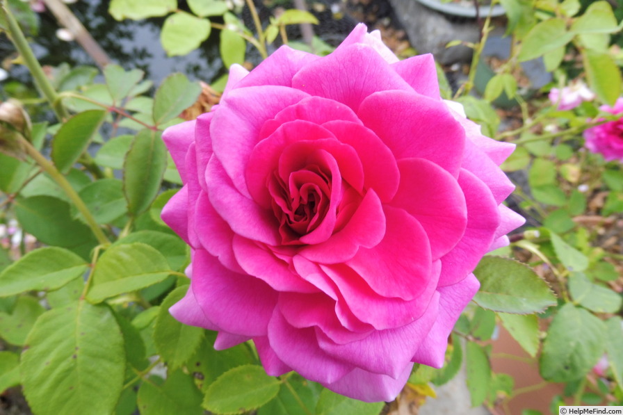 'Laudatio ®' rose photo