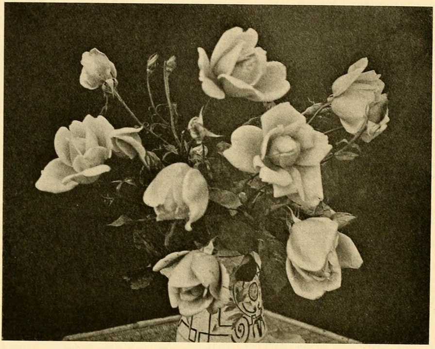 'Duchess of Wellington' rose photo