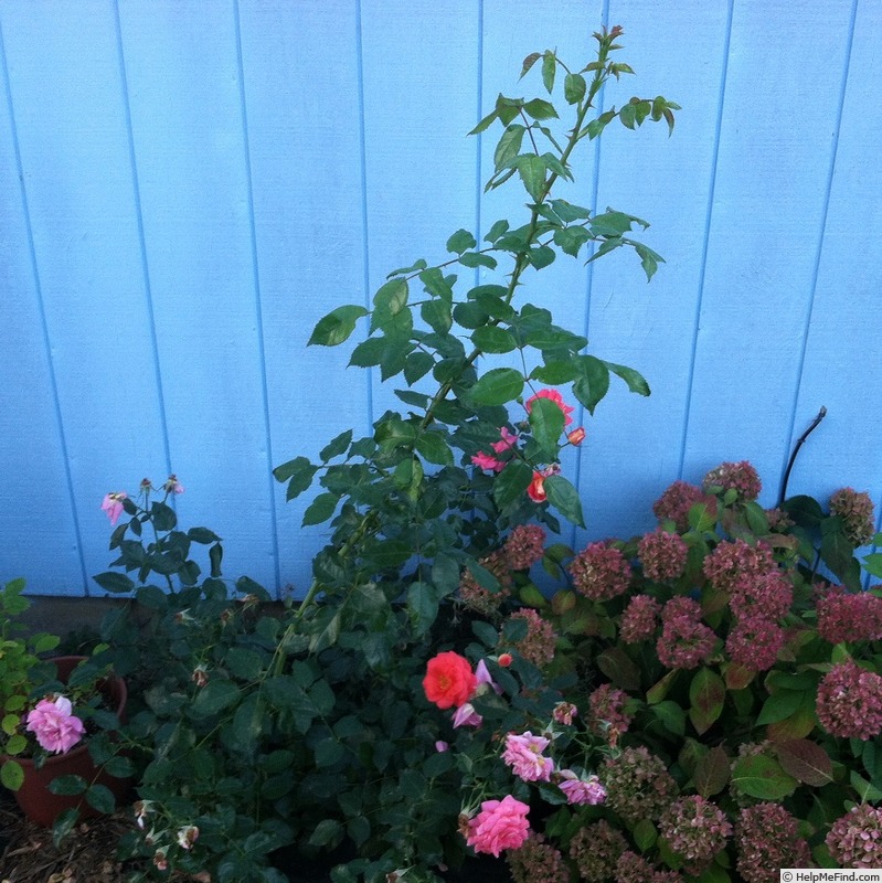 'Summer Sun (shrub, Kordes, 2006/10)' rose photo