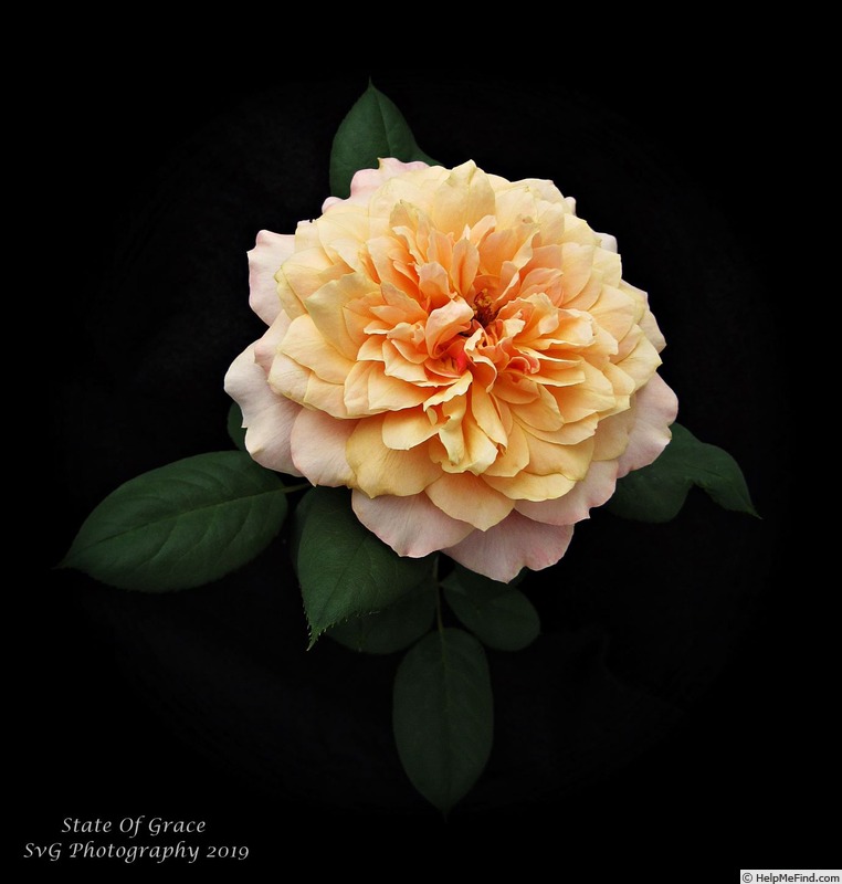 'State of Grace' rose photo