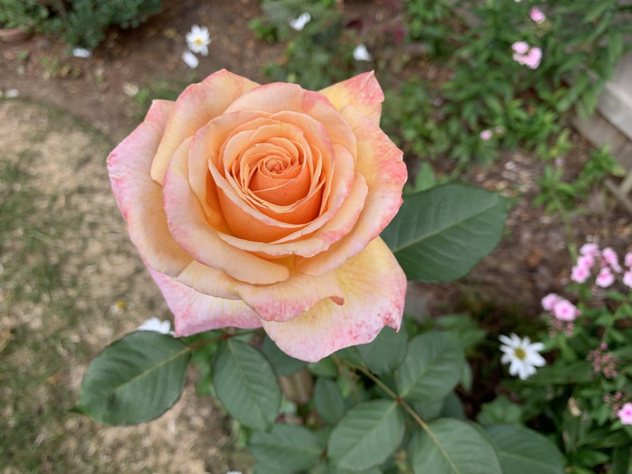 'Scentsation' rose photo