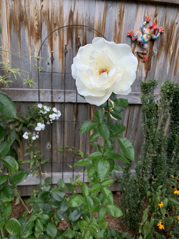 'Home and Family ™' rose photo