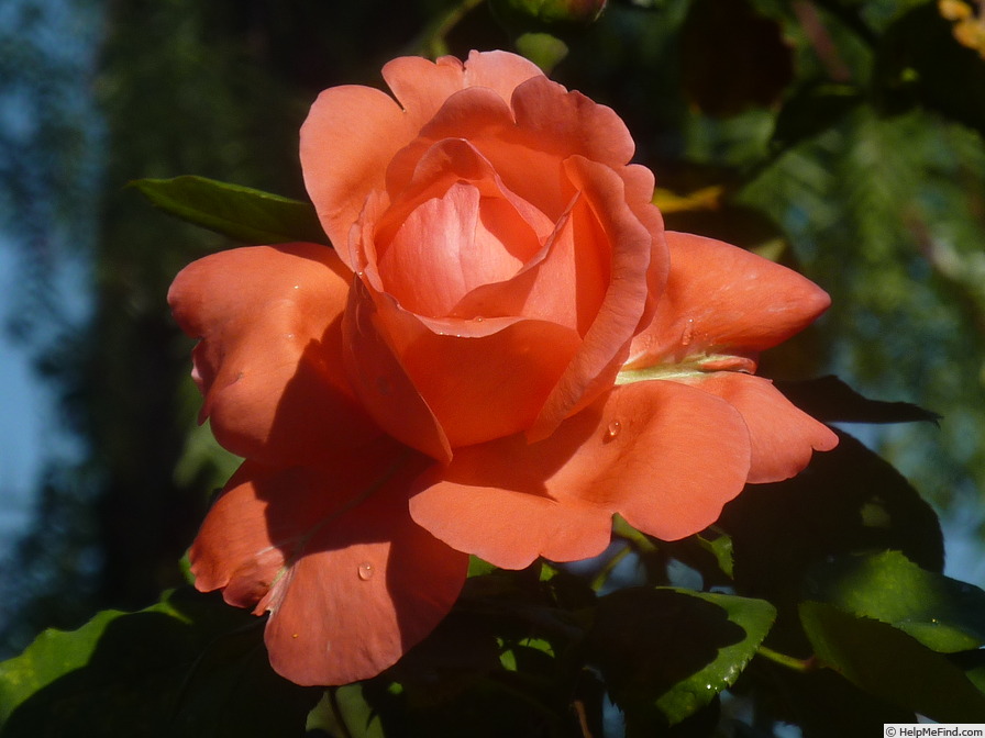 'Waanrode' rose photo